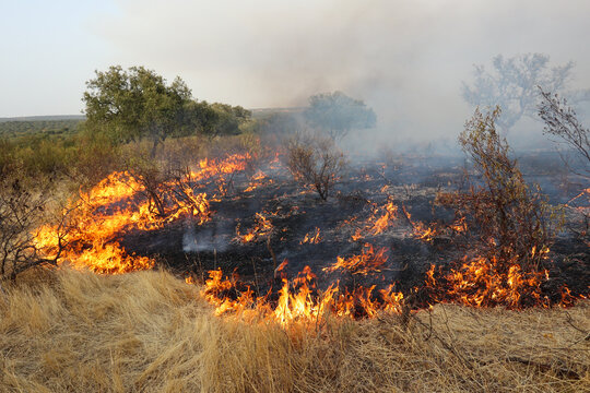 Forest fire burning low scrub