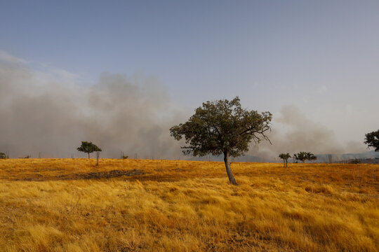meadow with holm oaks, with a column of smoke from a fire