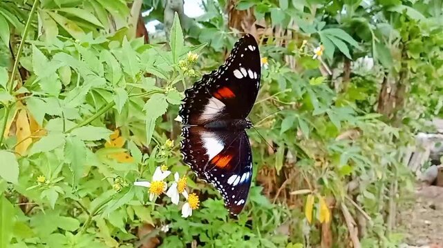 Video footage of a butterfly perching on the flower 