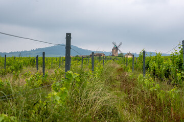 Moulin-&agrave;-vent dans le vignoble du Beaujolais