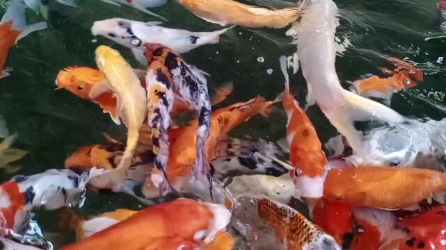 Colorful Koi Fishes: A vibrant group of Koi fishes swims gracefully, their scales shimmering with diverse colors. It's a vivid display of aquatic life and tranquility.