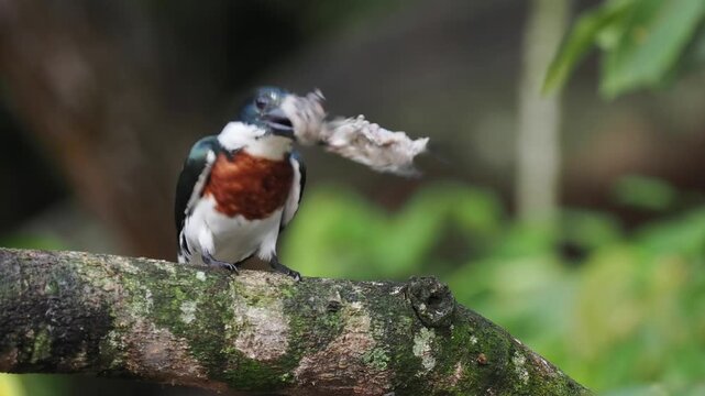 Amazonasfischer, Amazon Kingfisher, Chloroceryle amazona