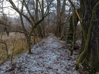Ścieżka na grobli na mokradłach zimą. Wąska ścieżka wije się przez zimowe mokradła, otoczone wysokimi, bezlistnymi drzewami i rzadkim podszytem. Ziemia jest lekko pokryta śniegiem.