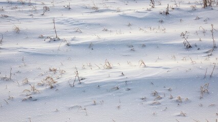Snow covered field with grass and plants.