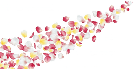 Rose Petals png Flower Pieces cutout Floral Confetti png Blossom Segments cutout Pink Petal png Yellow Petal cutout White Petals png Red Petals cutout