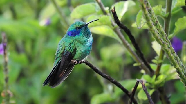 Berg-Veilchenohrkolibri, Colibri coruscans