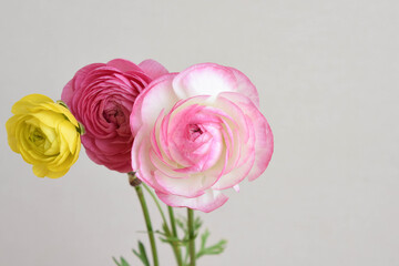 ピンクと黄色のラナンキュラス