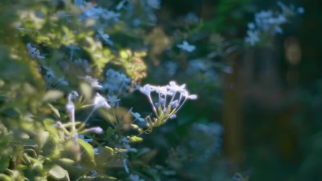 Beautiful flowers of an evergreen shrub cape leadwort (white plumbago, plumbaginaceae, auriculata). Closeup. Shot in motion. Shallow depth of field