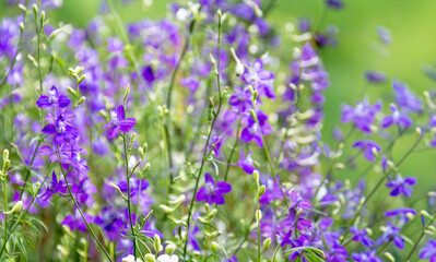 Obraz premium Beautiful purple Larkspur Delphinium wildflowers blooming in a summer garden with soft bokeh background. Nature floral background for spring season and wedding design