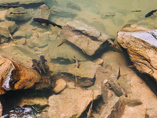 Clear rocky stream with visible fish underwater