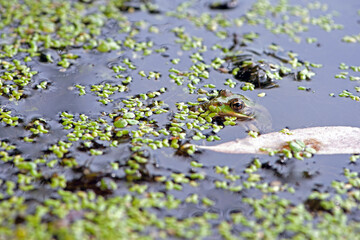 Marsh frog, Pelophylax ridibundus, in nature habitat. Wildlife scene from nature, green animal in water. Beautiful frog in dirty water in a swamp. close-up