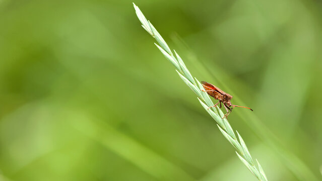 bug on a green plant. Macro shot of brown nymph Marmorated stink bug Halyomorpha halys. shield bug crawling on a plant on a green background. macro photo of insects in nature. close-up