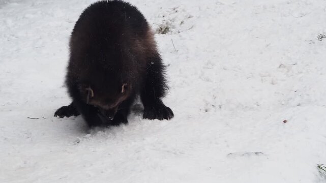 Two wolverines play together in the snow within a winter landscape. The animals move energetically through the cold environment, showing natural behavior and an apparent affinity for snowy conditions.