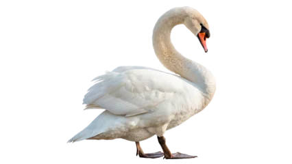 Gardinen Schwan White swan standing isolated on transparent background cut out   © Hanna
