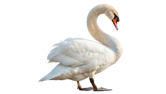 White swan standing isolated on transparent background cut out
