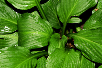 Wet green leaves. Natural background of fresh green leaves. Drops of morning dew or after rain on the leaves. The beauty of nature, close-up. greenery, foliage, macro photo. for background
