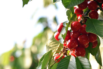 The fresh dark red cherries hanging on the tree at orchard, Selective focus of ripe prunus avium,...
