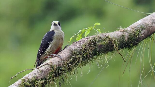 Eichelspecht, Melanerpes formicivorus