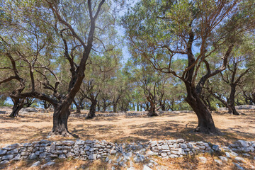 Fototapeta premium Ancient olive grove on a rocky hill in the Mediterranean summer sun