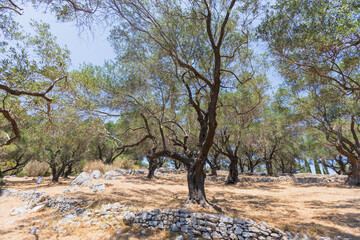 Ancient olive grove on a rocky hill in the Mediterranean summer sun