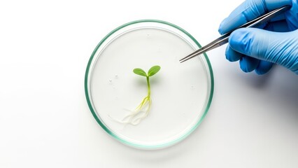 A gloved hand uses tweezers to handle a sprouting seedling in a petri dish.