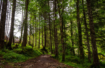 Fototapeta premium Scenic forest trail in the Austrian Alps with lush green trees and peaceful nature atmosphere