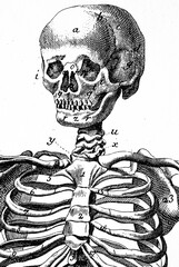 Human skull, vintage illustration