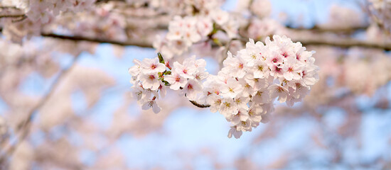 Panorama cherry blossom blooming in Spring season.