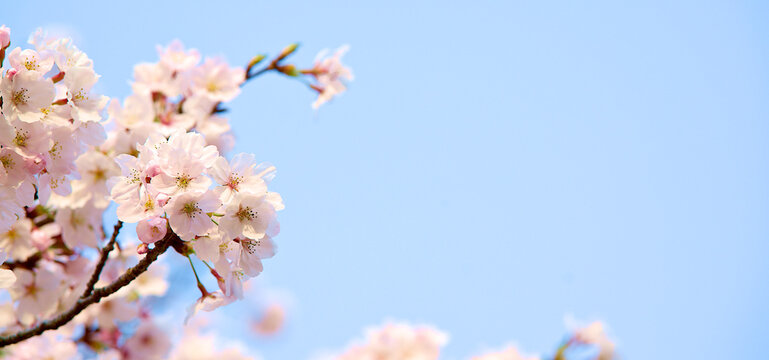 A panoramic view of cherry blossoms in full bloom during spring, against a blue sky background.