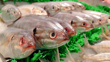 Fresh mackerel is sold at the fish market with a green banana leaf as a cover for the ice base. Fresh fish neatly arranged on green garnish, displayed at a traditional seafood market, showcasing raw s