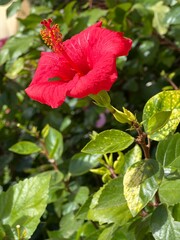 A vibrant red hibiscus flower blooms in the foreground, surrounded by lush green leaves, perfect for botanical, tropical, and floral design concepts.