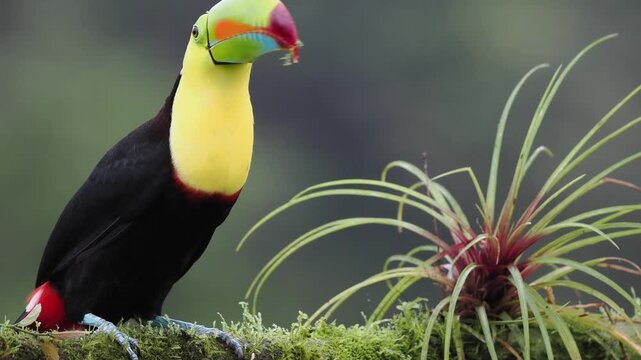 Fischertukan, Keel-billed toucan, Ramphastos sulfuratus
