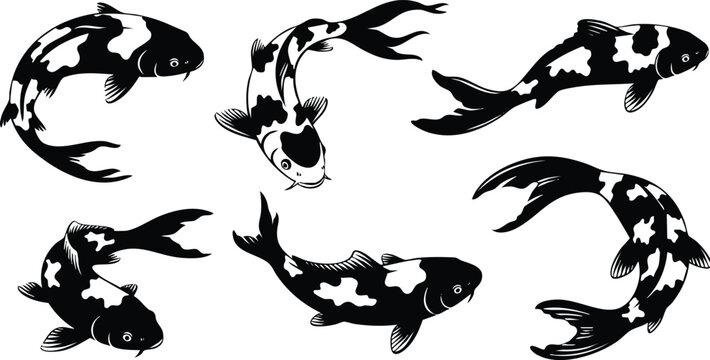 Black and white vector art showing six koi fish in various swimming poses detailed illustration with traditional japanese style and smooth flowing fins in balanced composition
