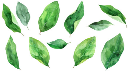 Set of eucalyptus green leaves watercolor isolated on white background