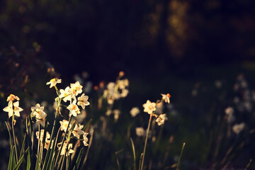 Daffodils in the meadow at sunset time