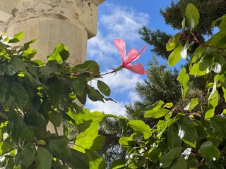 A pink hibiscus flower blooms in the foreground with wide petals against a bright blue sky and wispy clouds. Behind it, an ancient stone pillar rises amid lush green foliage and distant pine trees