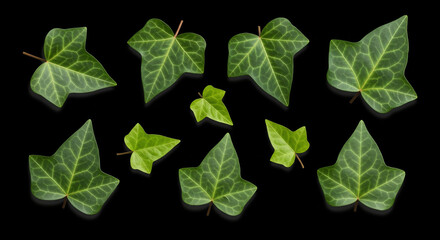 Set of fresh green ivy leaves isolated on black background. Useful for botanical patterns, nature design elements, and textures.