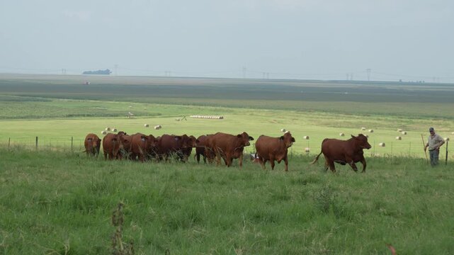 Droughtmaster Cows and Bulls Grazing Calmly in Grassland, Resilient Beef Cattle in Natural Farm Environmen
