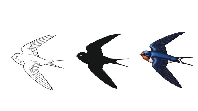 Set of three barn swallow birds in flight outline sketch, solid silhouette and full color illustration