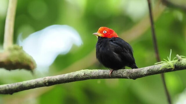 Gelbhosenpipra, Manacus manacus