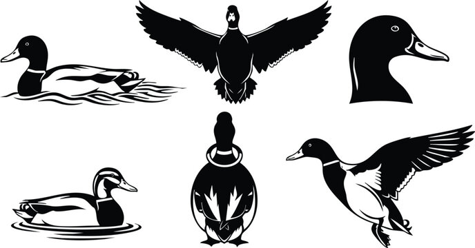 Black silhouette vector art of mallard duck in various poses including flying swimming and close up head profile detailed natural animal illustrations isolated on white background