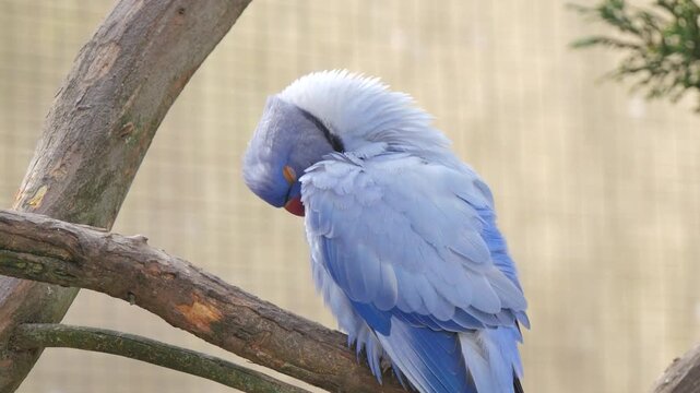 Blue parakeet on a branch