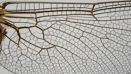 High-detail macro shot of the veins and transparent cells of a dragonfly wing