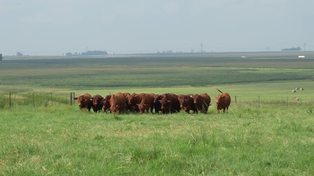 Droughtmaster Cows and Bulls Grazing Calmly in Grassland, Resilient Beef Cattle in Natural Farm Environmen