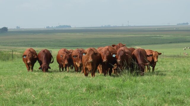 Droughtmaster Cows and Bulls Grazing Calmly in Grassland, Resilient Beef Cattle in Natural Farm Environmen