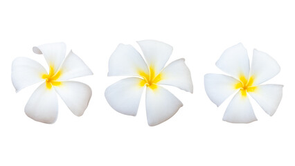 collection of white plumeria bouquet flower isolated on white background including clipping path