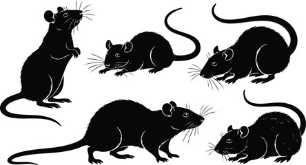 Detailed black silhouette vector art showing five rats in various poses including standing alert crouching and walking on white background with clear outlines and realistic whisker details