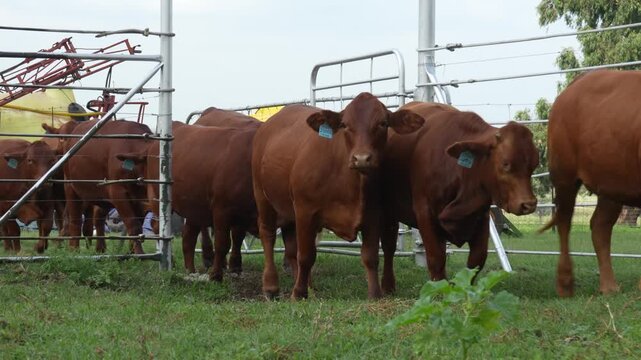 Droughtmaster Cows and Bulls Grazing Calmly in Grassland, Resilient Beef Cattle in Natural Farm Environmen