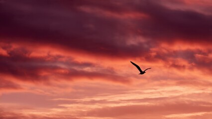 Fototapeta premium Bird Flying at Colorful Sunset