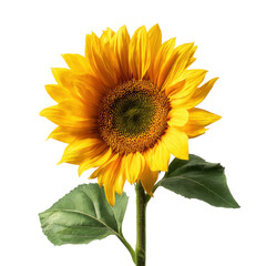 Obraz premium Blooming sunflower with yellow petals
